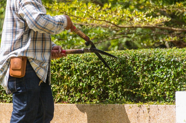 Garden Maintenance Penge, Anerley, SE20
